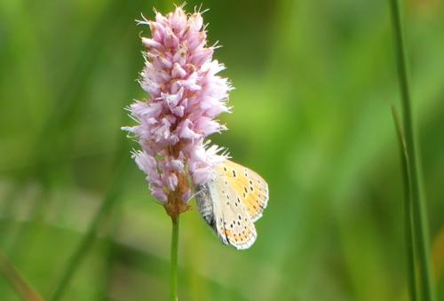Lycaena hippothoe